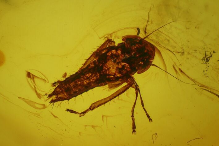 Detailed Fossil Cicada Larva (Auchenorrhyncha) In Baltic Amber #139028
